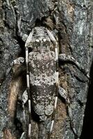 Spotted Pine Sawyer - Monochamus clamator photo