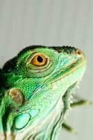 iguana head close up photo