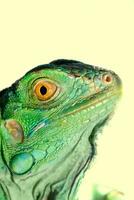 iguana head close up photo
