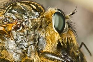 Giant robber fly - proctacanthus rodecki photo