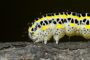 cabbage caterpillar close up photo