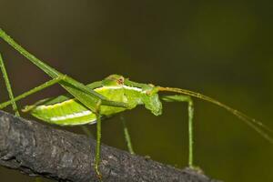 verde saltamontes - fanerópteros falcata foto