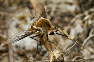 bombyliidae mayor abeja mosca foto