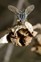 bombylius abeja mosca foto