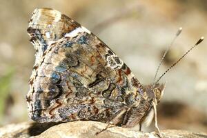 pintado dama - vanessa cardui foto