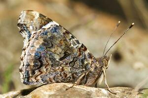 Painted Lady - Vanessa cardui photo