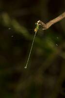 beautiful green damselfly photo