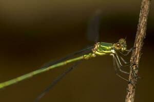 beautiful green damselfly photo