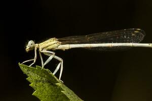 beautiful damselfly insect photo