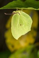 hermosa mariposa verde foto