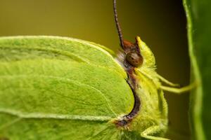beautiful green butterfly photo