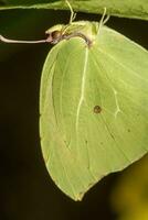 hermosa mariposa verde foto