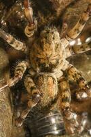 wolf spider close up photo