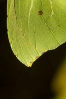 hermosa mariposa verde foto