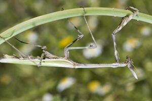 empusa pennata cerca arriba foto