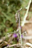 Empusa pennata close up photo