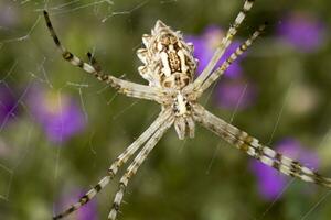 Argiope lobata close up photo