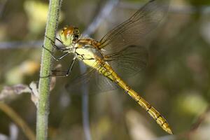 Red veined Darter - Sympetrum fonscolombii photo