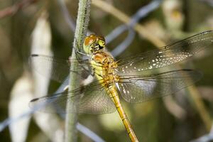 Red veined Darter - Sympetrum fonscolombii photo