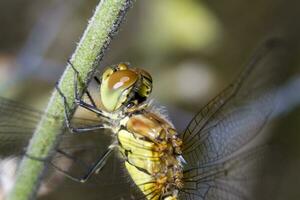 Red veined Darter - Sympetrum fonscolombii photo