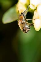 grande abeja cerca arriba foto