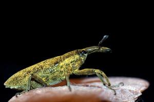 Weevil insect close up photo