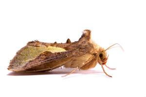 nocturnal moth close up photo