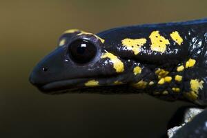 fuego salamandra cerca arriba foto