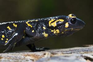 fuego salamandra cerca arriba foto