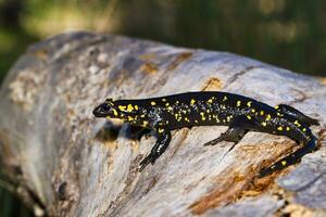 fuego salamandra cerca arriba foto