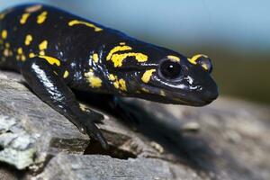 fuego salamandra cerca arriba foto