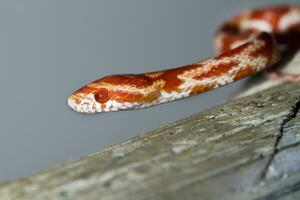 serpiente de maíz roja foto