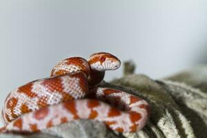 red corn snake photo