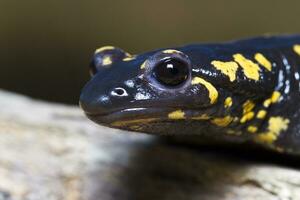 fuego salamandra cerca arriba foto