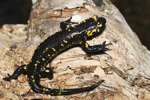 fuego salamandra cerca arriba foto