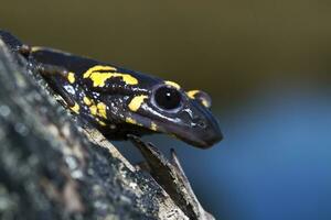 fuego salamandra cerca arriba foto