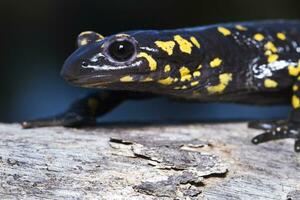 fire salamander close up photo