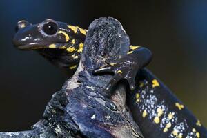 fire salamander close up photo