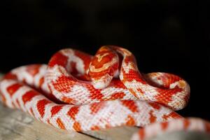 red corn snake photo