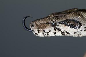 boa constrictor head photo