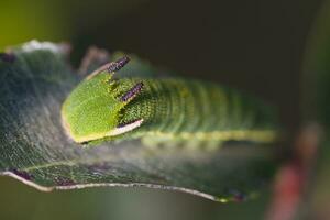 astuto emperador - charaxes jasio foto