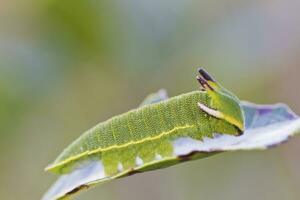 Foxy Emperor - Charaxes jasius photo