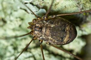 harvestmen close up photo