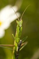 europeo enano mantis - ameles spallanzania foto