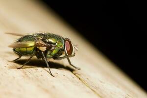 Blow Fly - Lucilia caesar photo