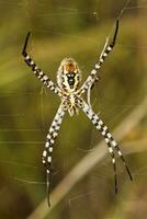 orbe Costura araña - argiope bruennichi foto