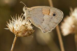 Small Heath - Coenonympha pamphilus photo