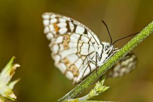 Español jaspeado blanco - melanargia inés foto