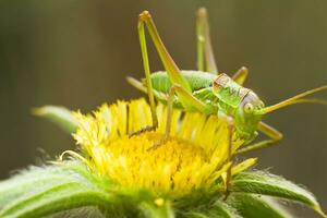 genial verde arbusto Grillo - tettigonia viridissima foto