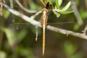 Red veined Darter photo